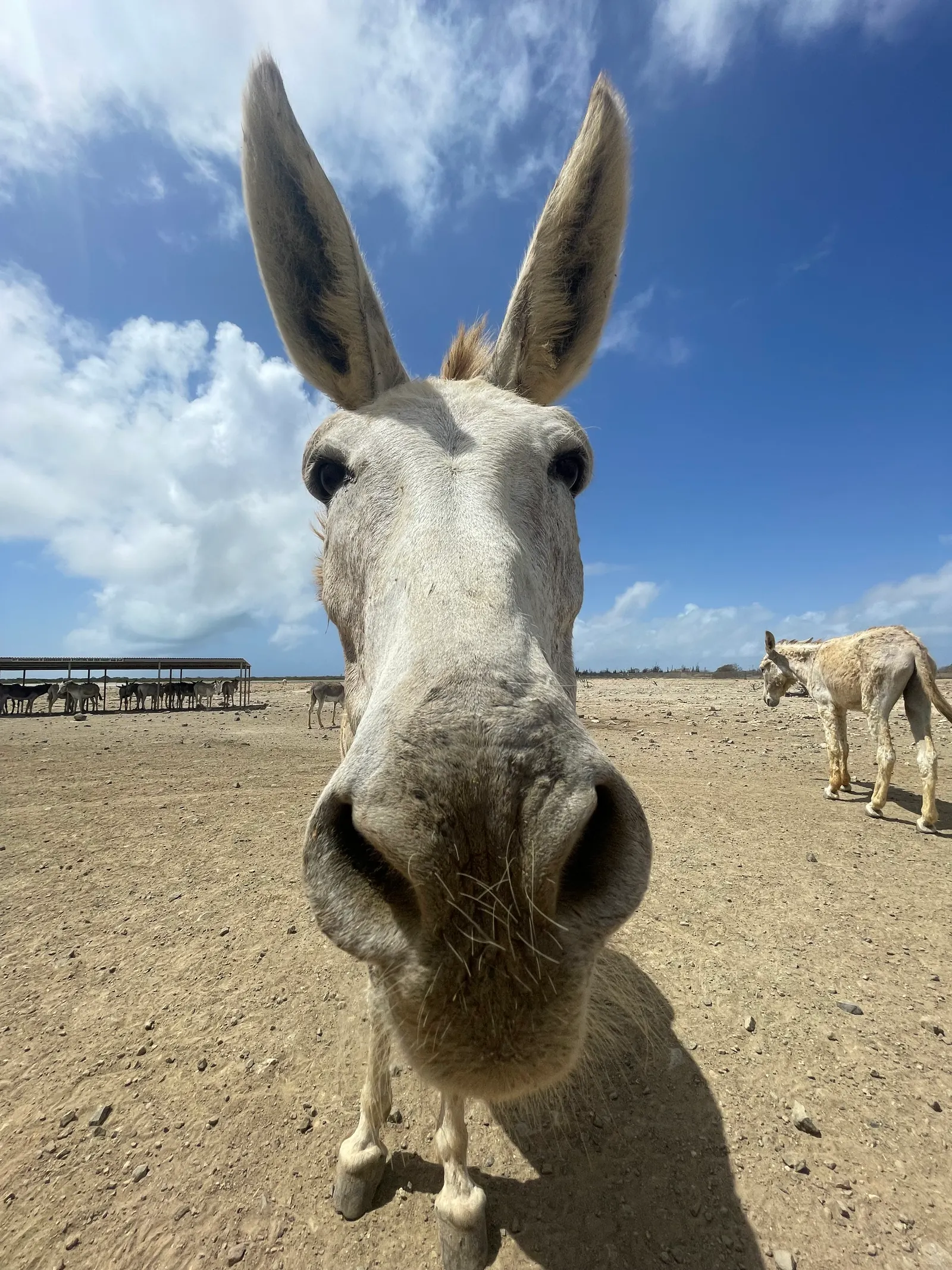 Bonaire